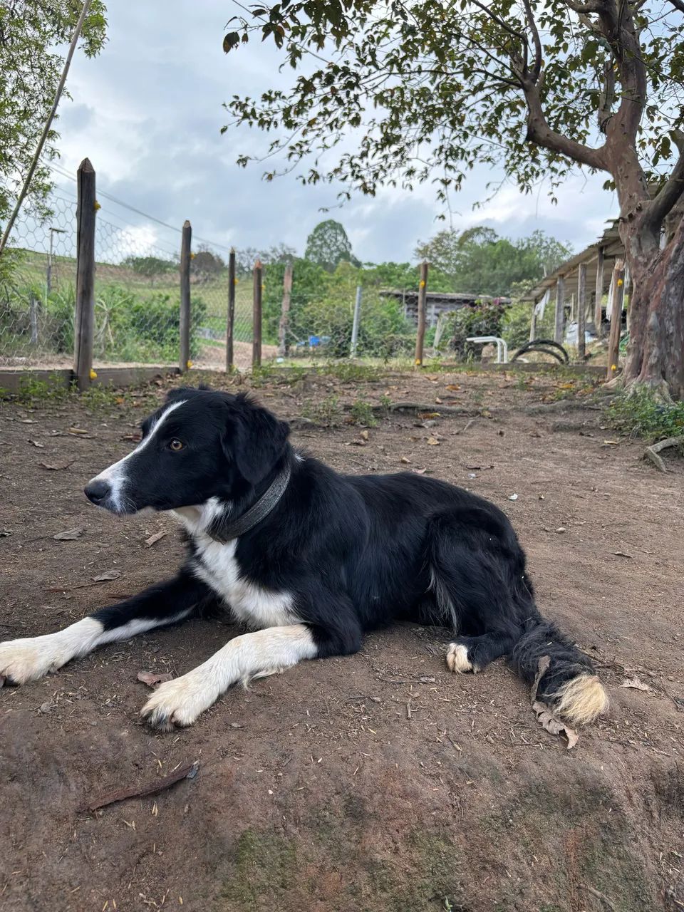 Border collie  - Foto 3