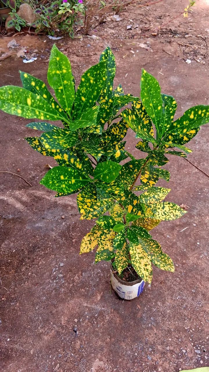 Croton  - Foto 5