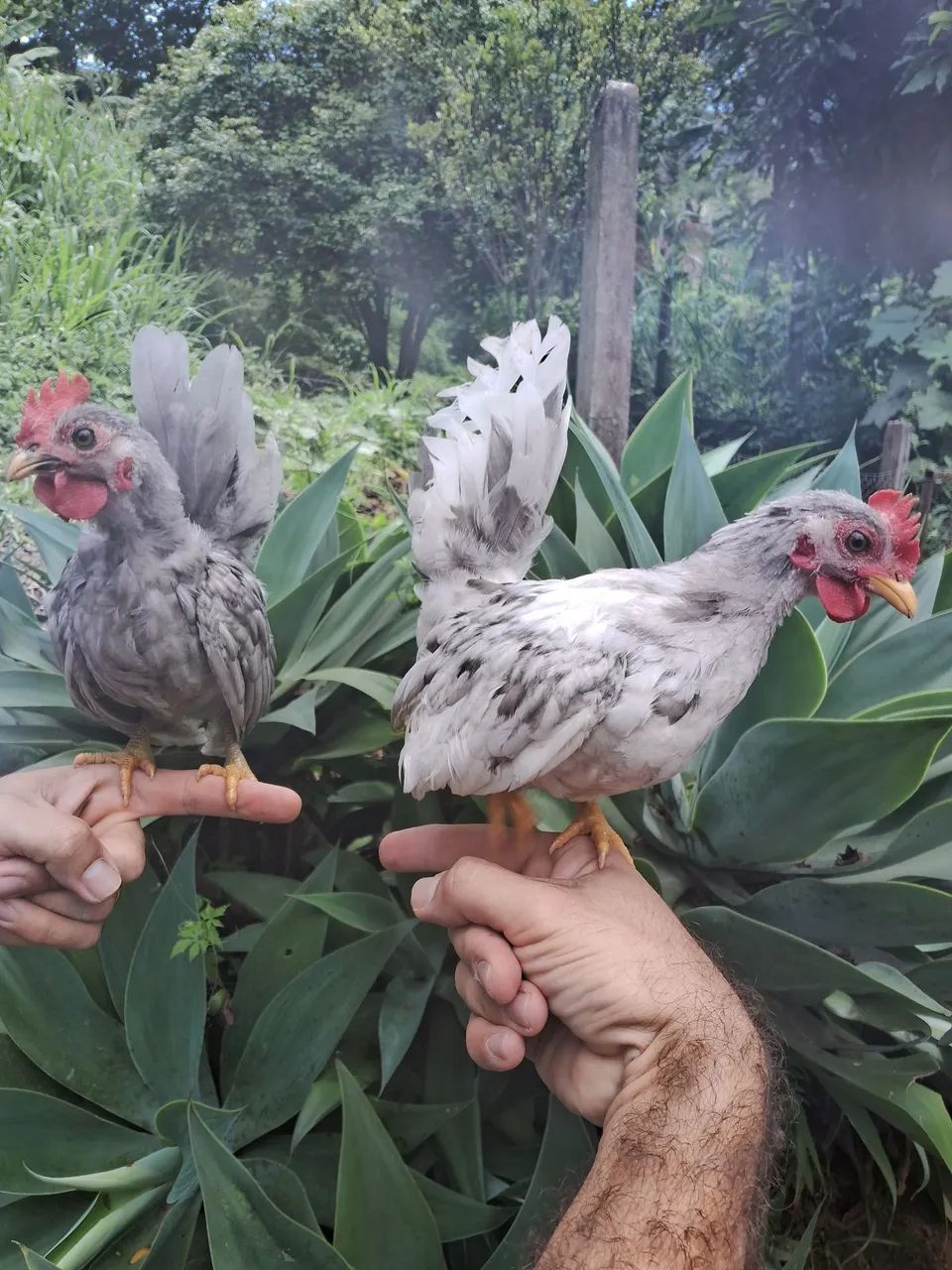 Franguinhos NAGAZAKI  - Foto 5