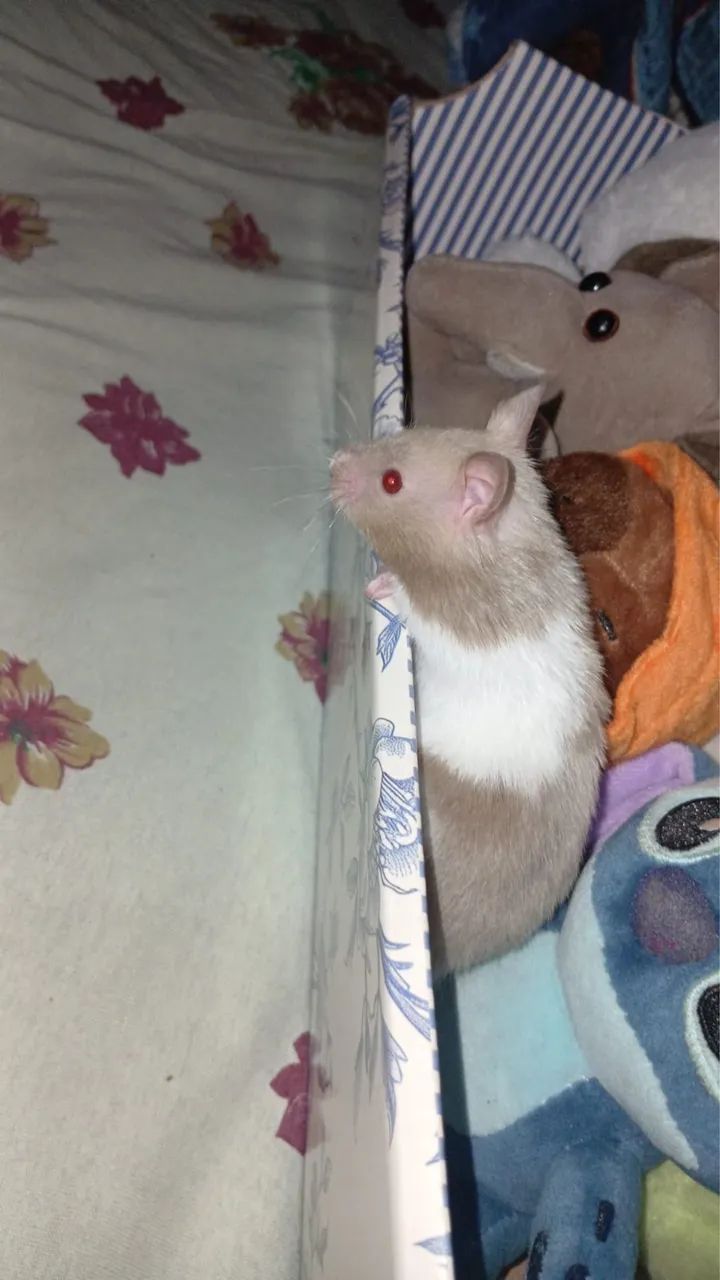 Hamster  - Foto 3