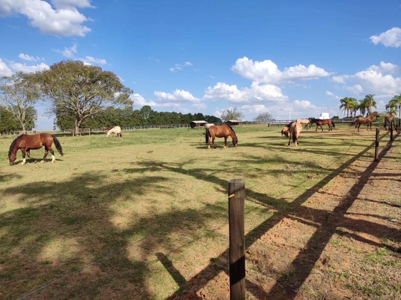 EXCELENTE HARAS A VENDA NA REGIÃO DE ITAPETININGA-SP