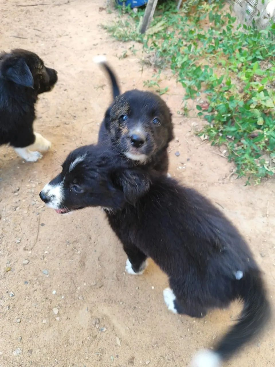 Filhotes Border Collie 600 ou parcelas - Foto 4