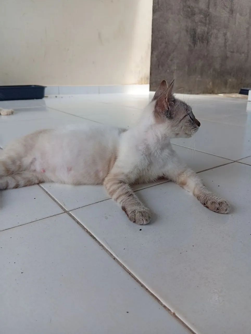 Doação de Gatas - Foto 3