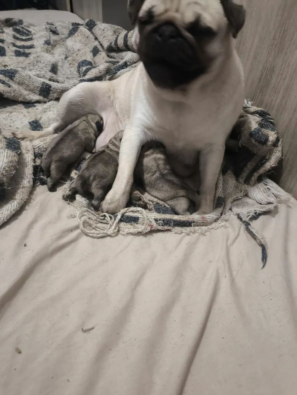 Filhotes de pug - Foto 3
