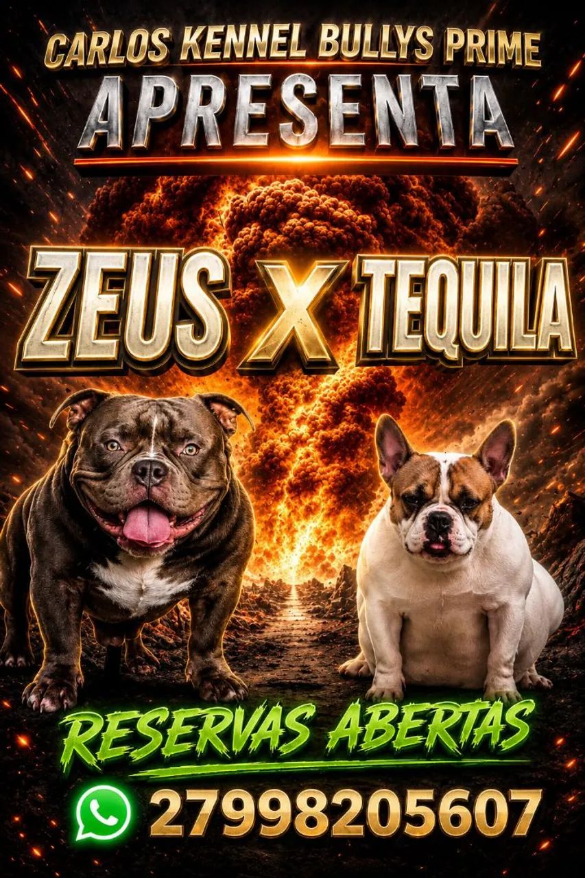 American Bully Micros lindíssimos  - Foto 3