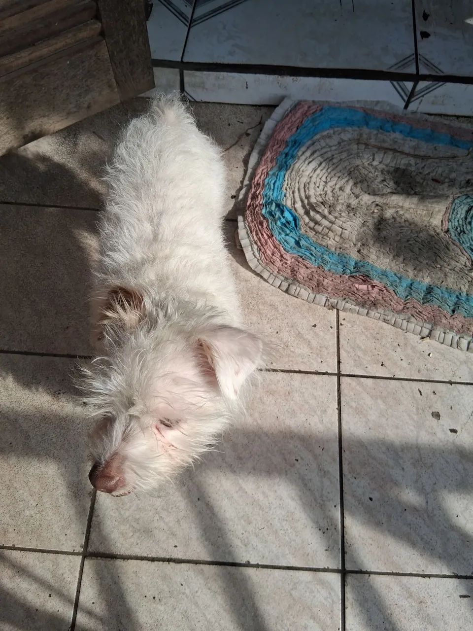 Cachorro doação  - Foto 2