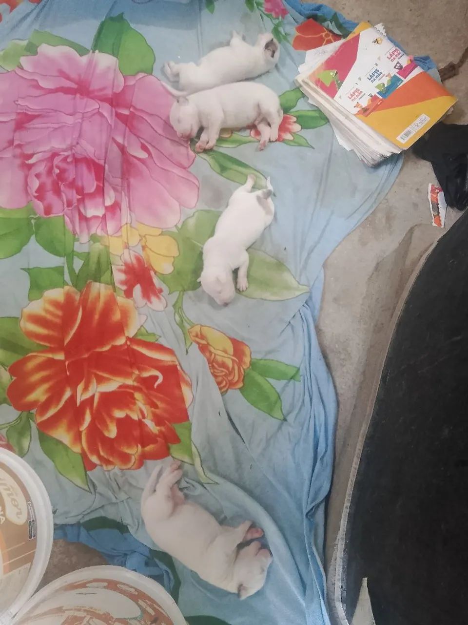 PitBull não puro - Foto 2