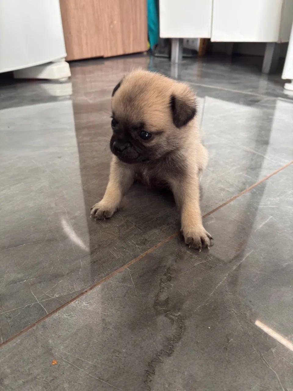 Filhote de pug 