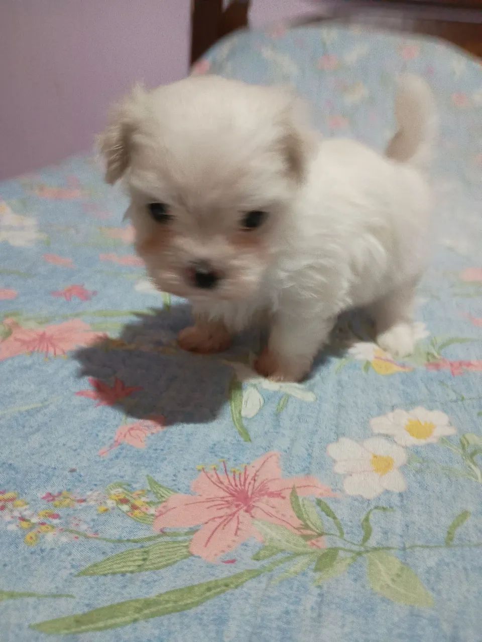 Maltês Mini bibelô 