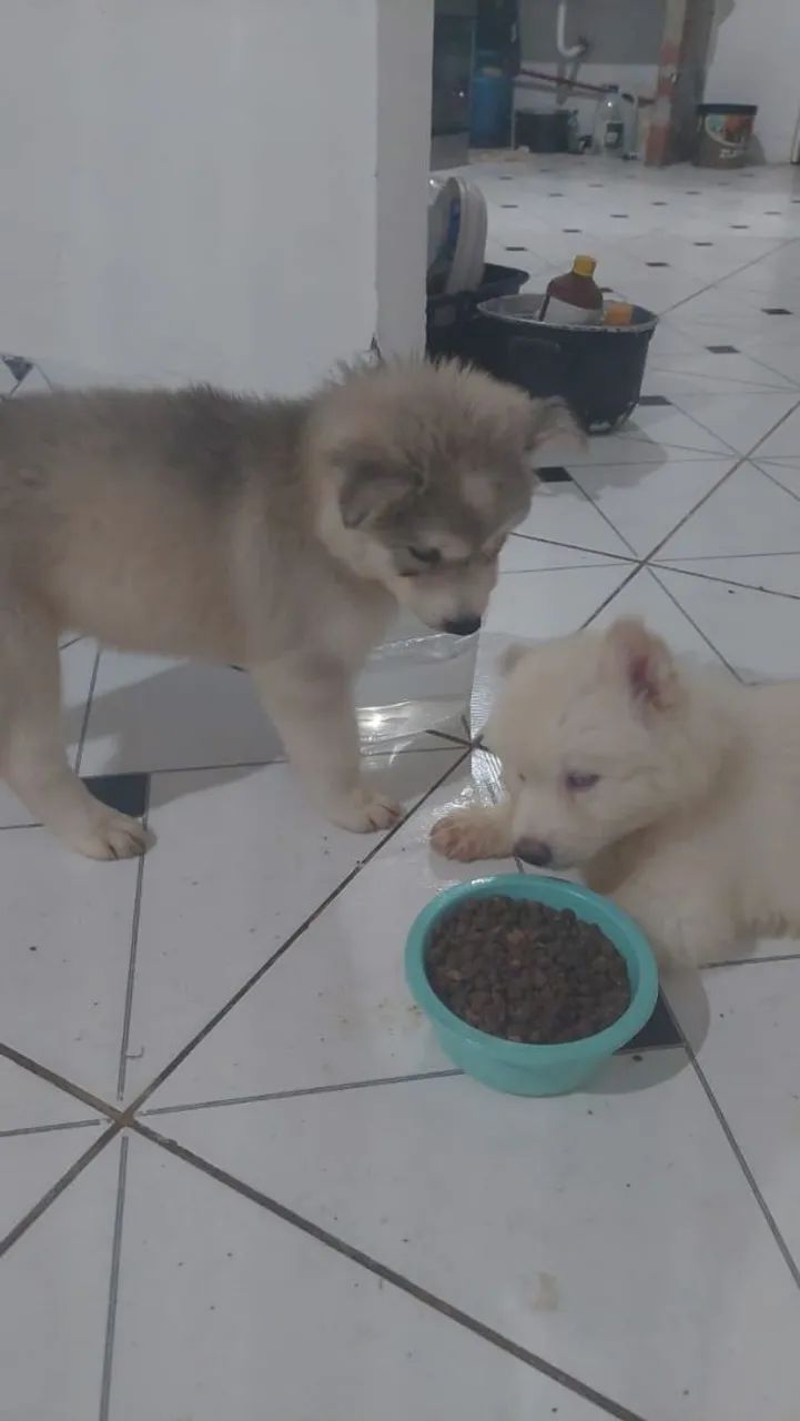 Promoção relâmpago casal de husk Siberiano  - Foto 4