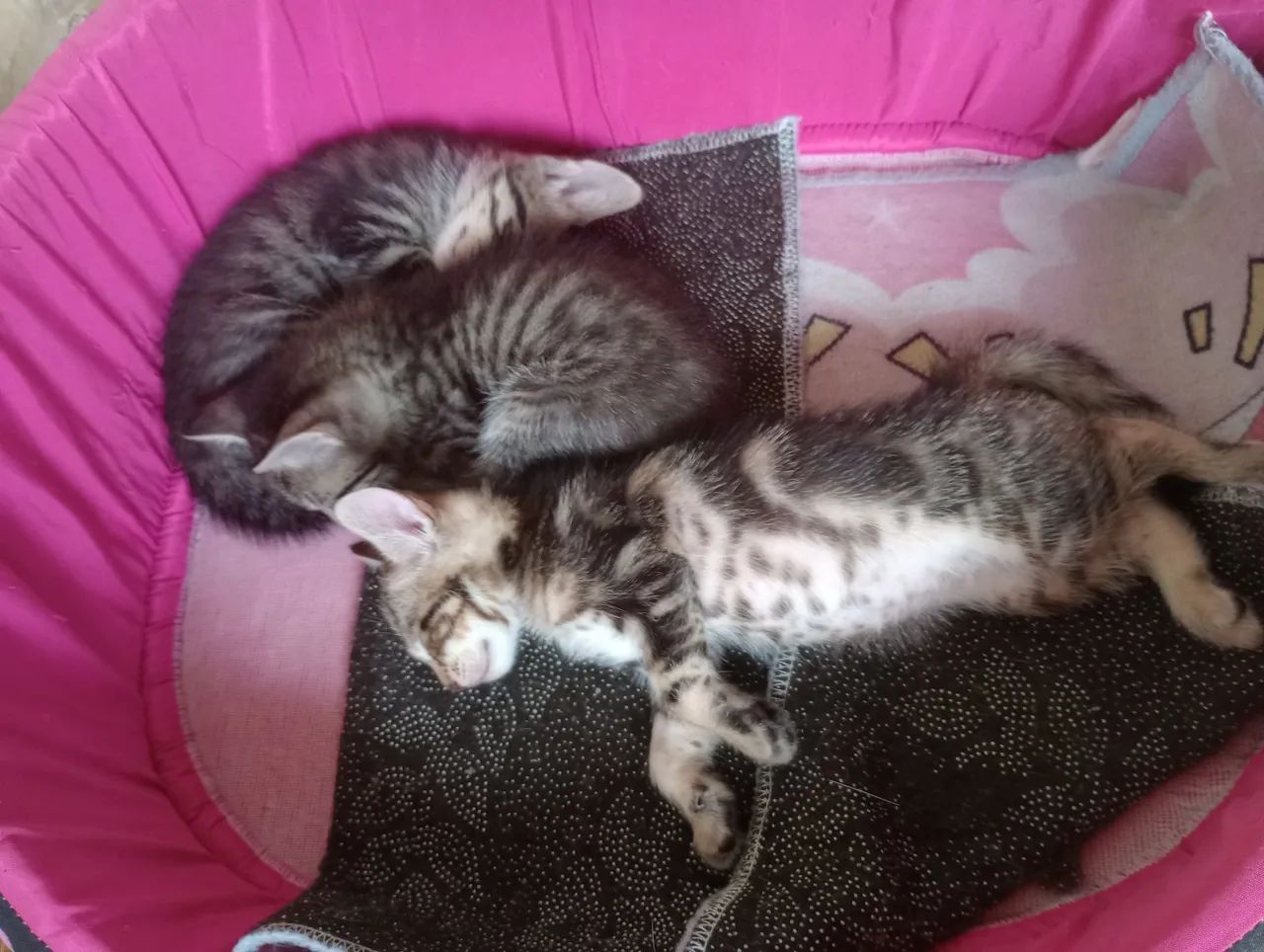 Filhotes de gatos  - Foto 5