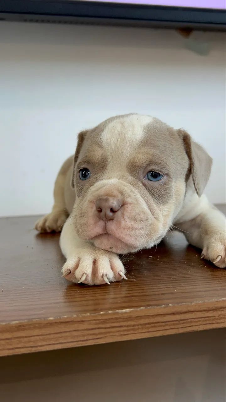 American Bully  - Foto 2