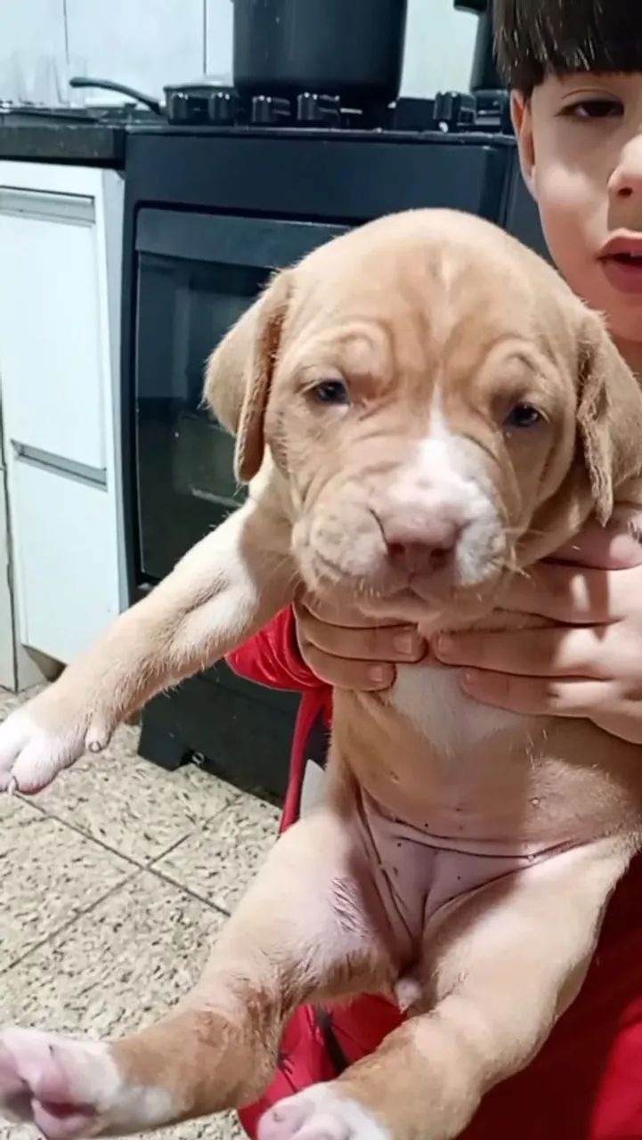 FILHOTES PITBULL - Foto 4