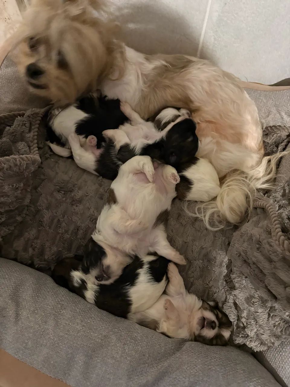 Lhasa apso  - Foto 5