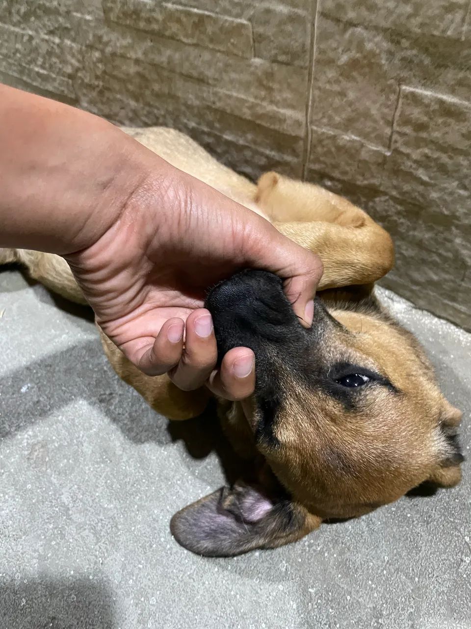 Cachorra vira-lata 6 meses - Foto 4