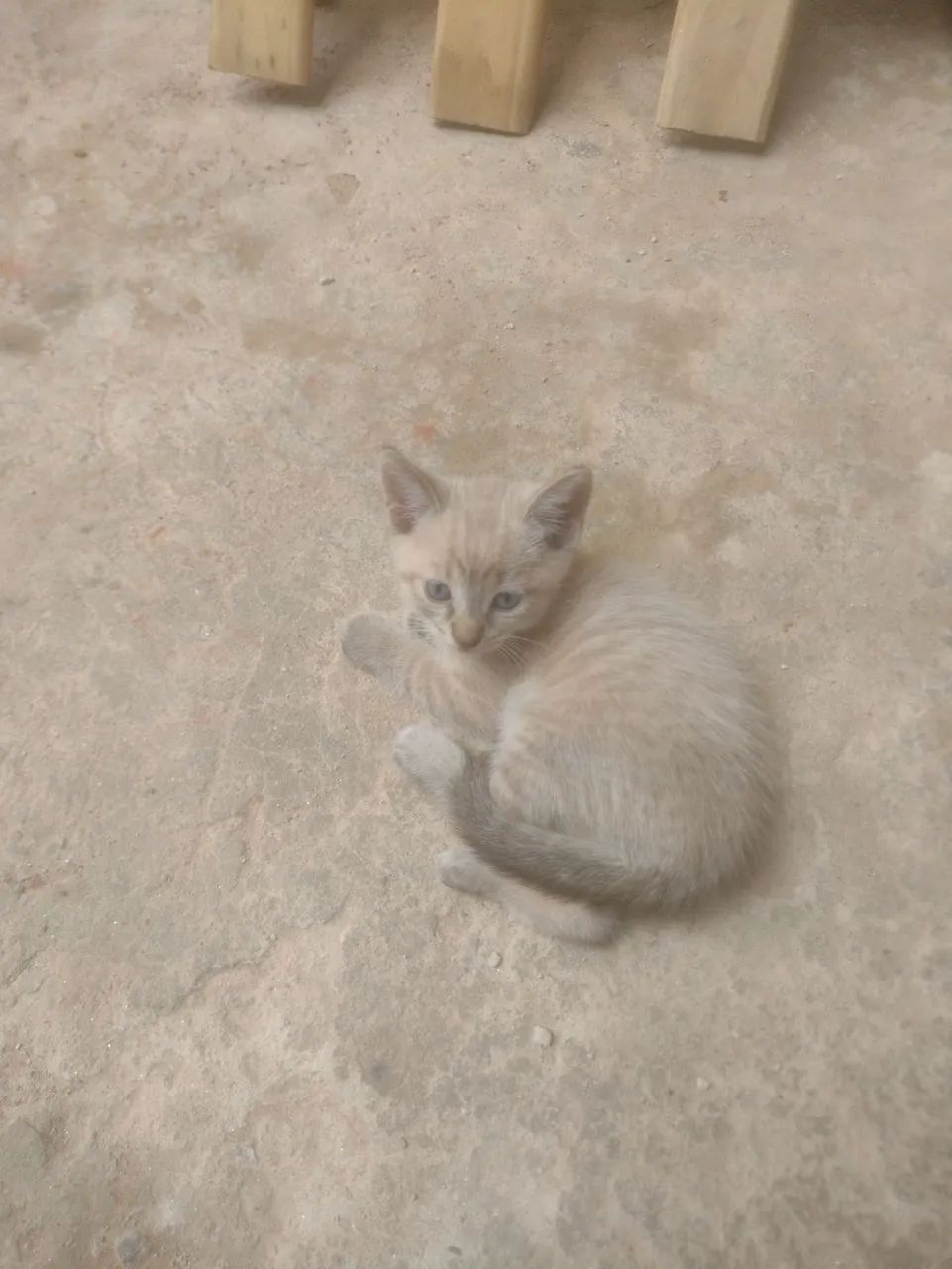 Gatos doa se - Foto 3