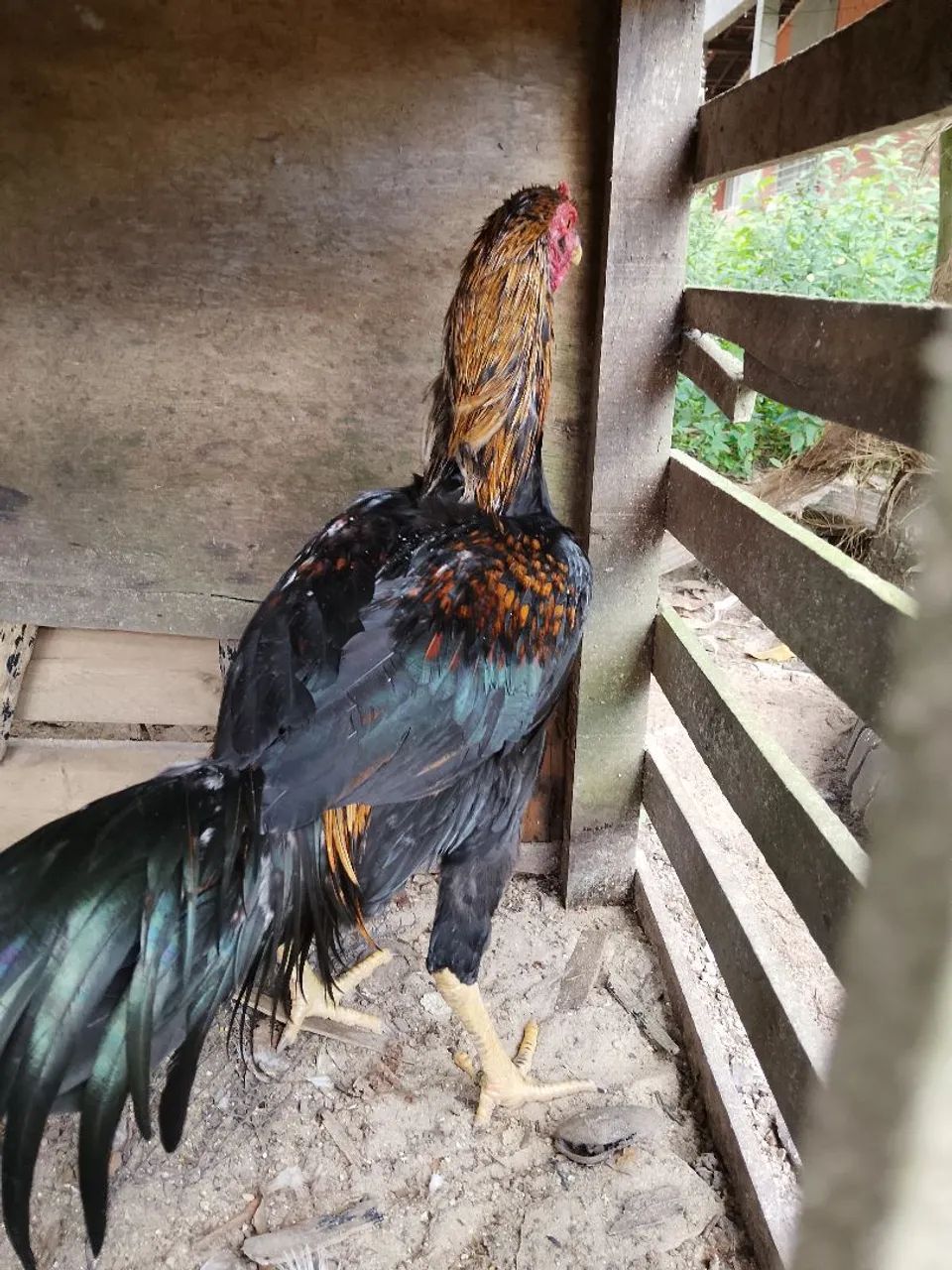 Frango Preto - Foto 3