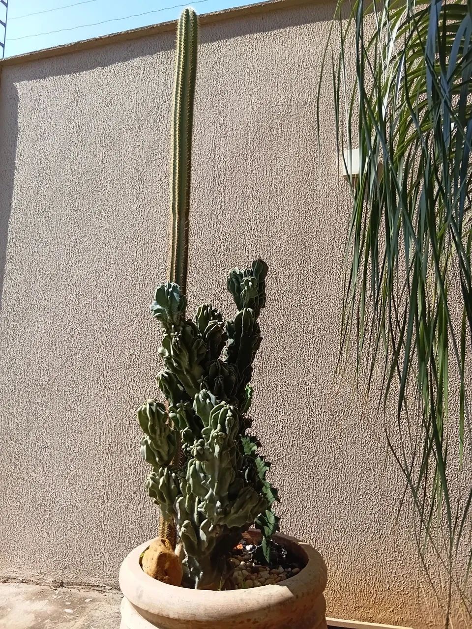 Vende se vaso e cactos