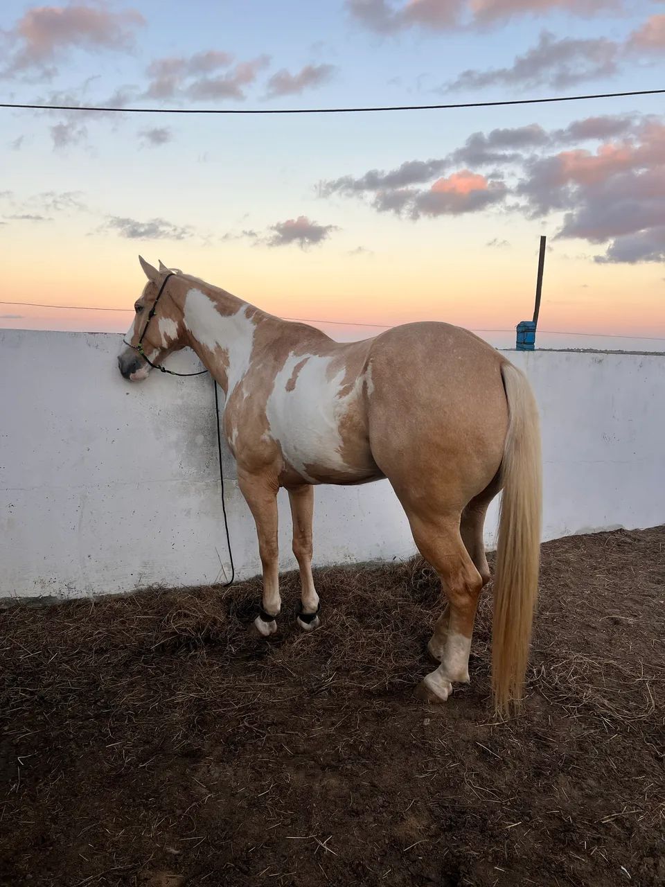Cavalo de direita 