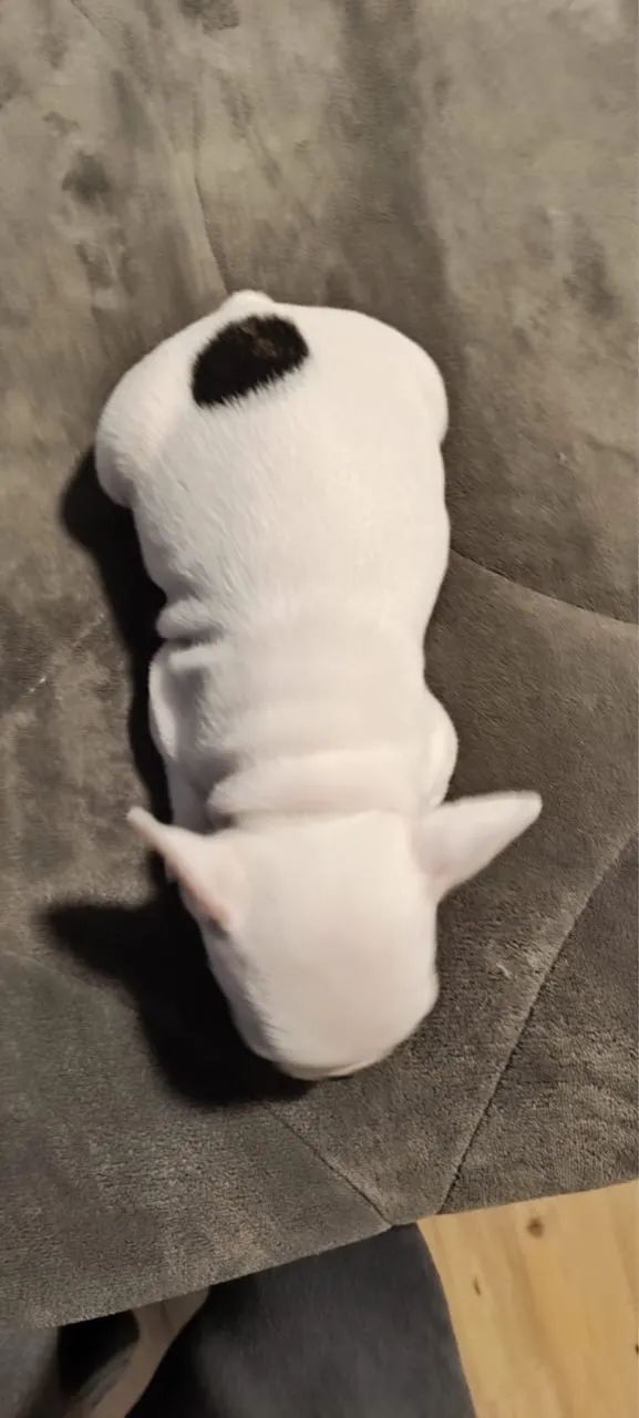 Buldogue francês  - Foto 4