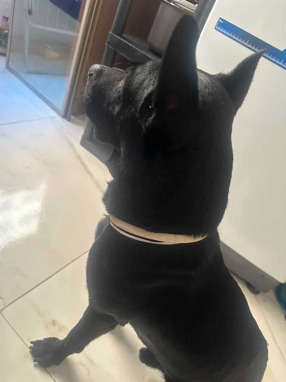 Doação responsável  - Foto 2