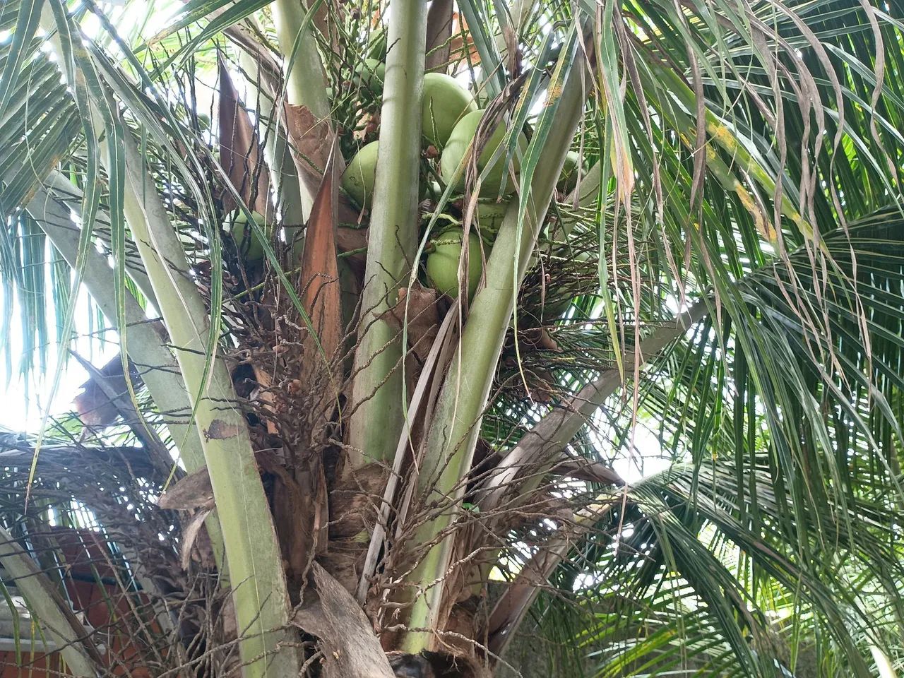 Venda de casa , sítio em Pindoretama ce - Foto 5