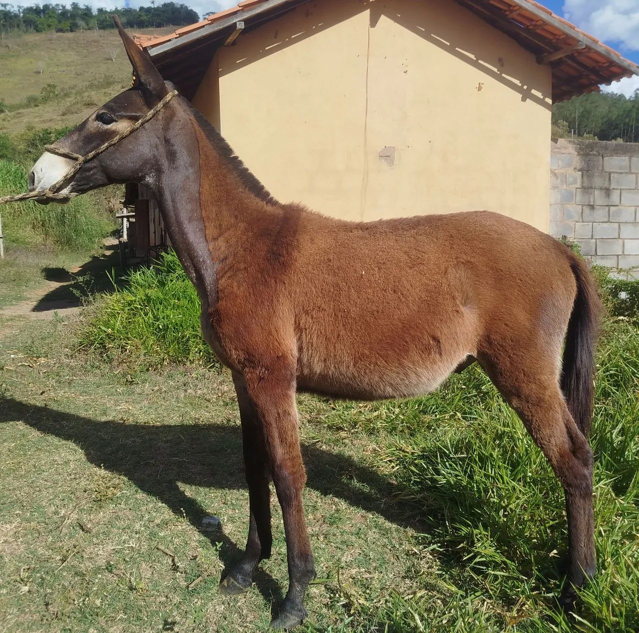 Burro - Foto 4