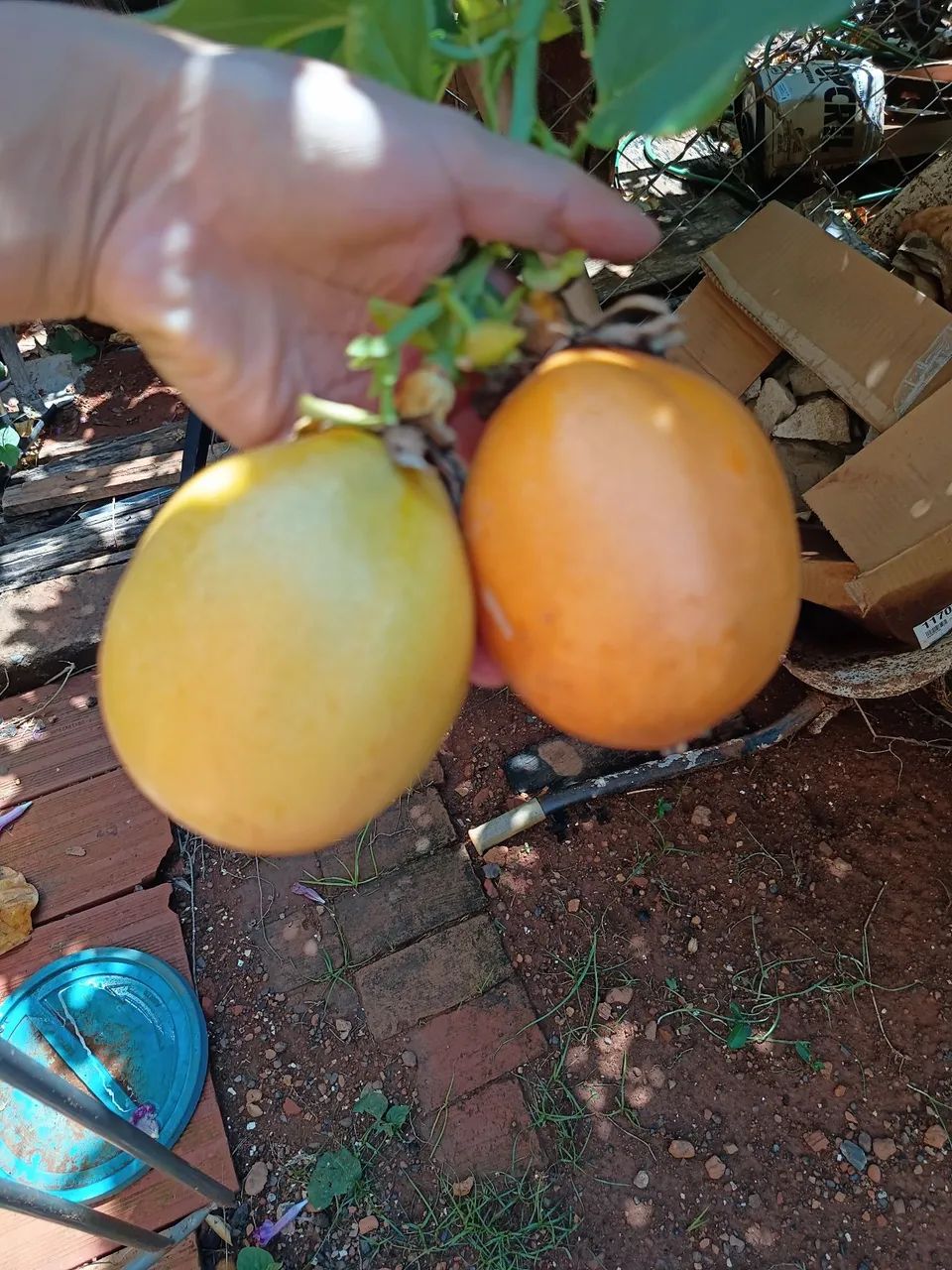 Vendo munda de maracujá doce - Foto 3