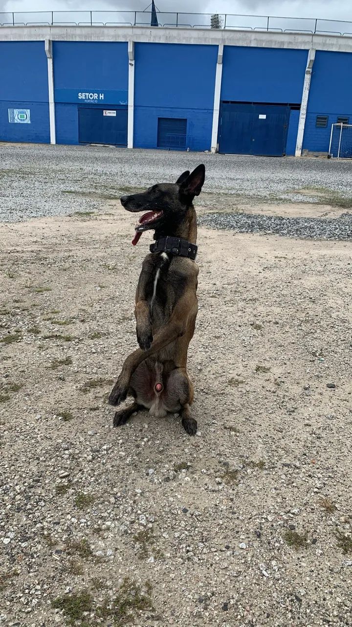 Pastor Belga de Malinois - Foto 4
