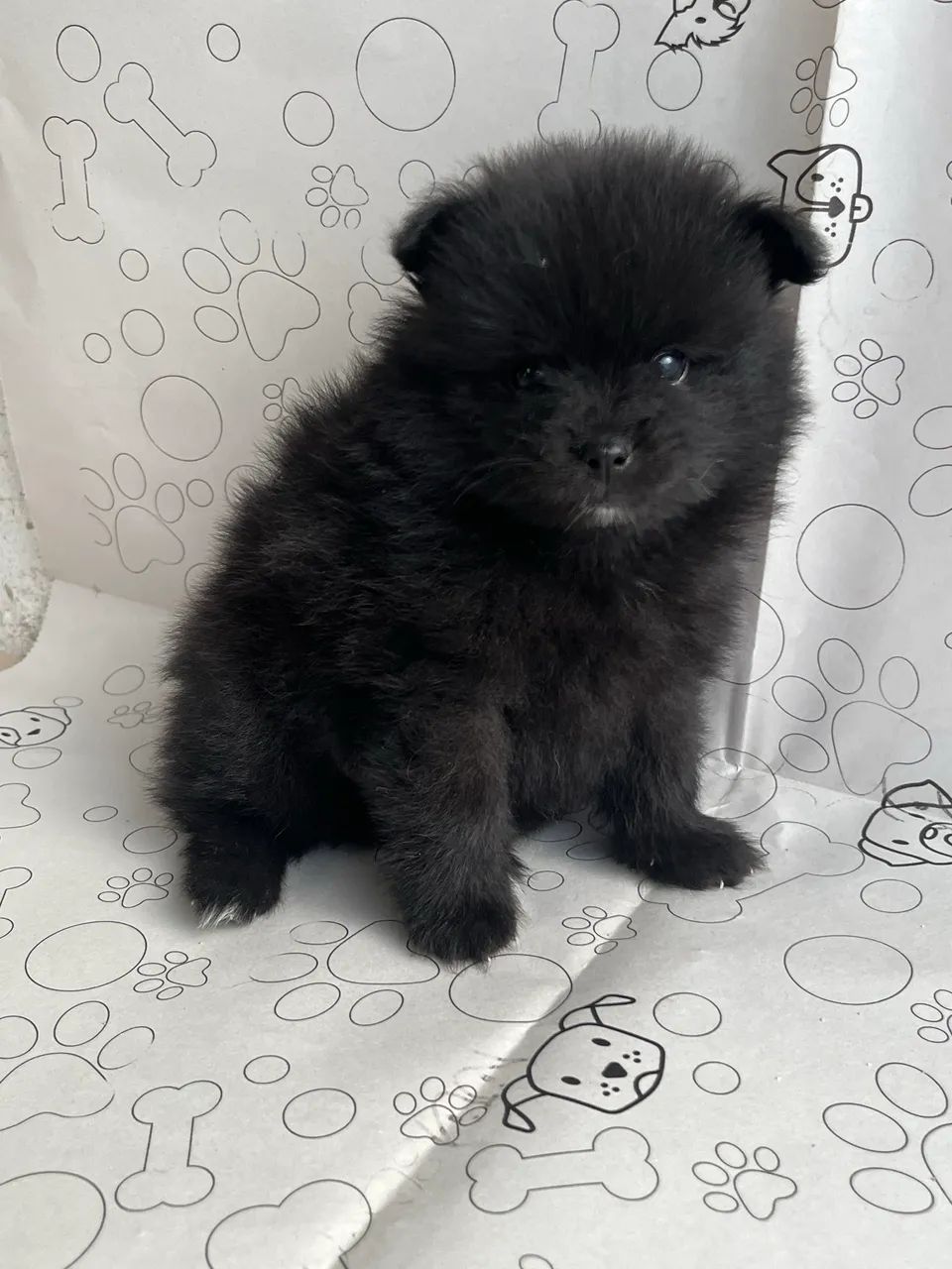 Filhotes de Spitz Alemão Anão Macho - Foto 2