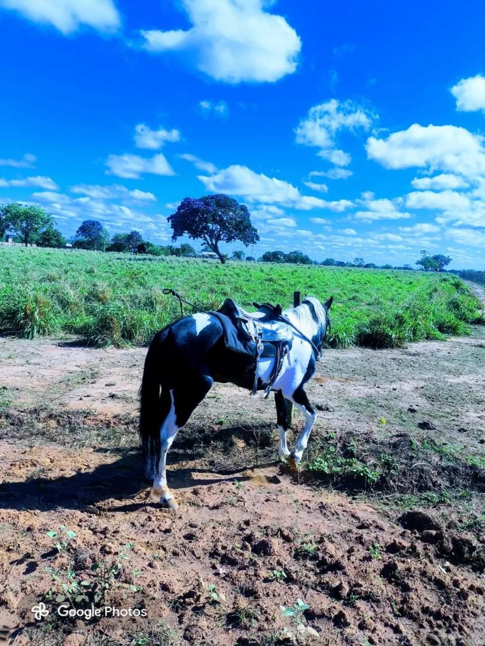 CAVALOS - Foto 2