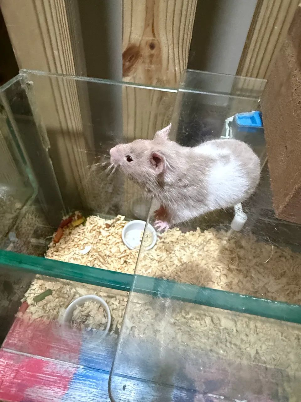 Hamster sírio  - Foto 3