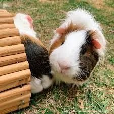 Porquinhos da índia, lindos filhotes  - Foto 3