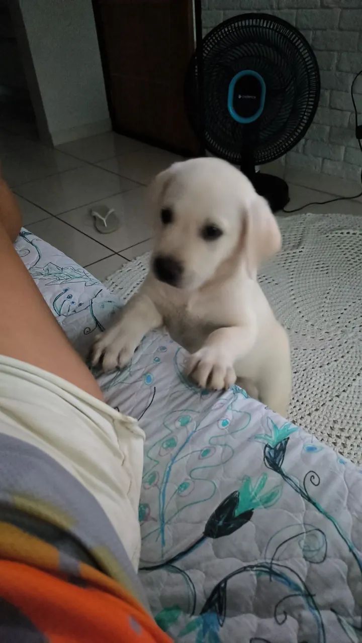 vendo filhote de Labrador Puro 