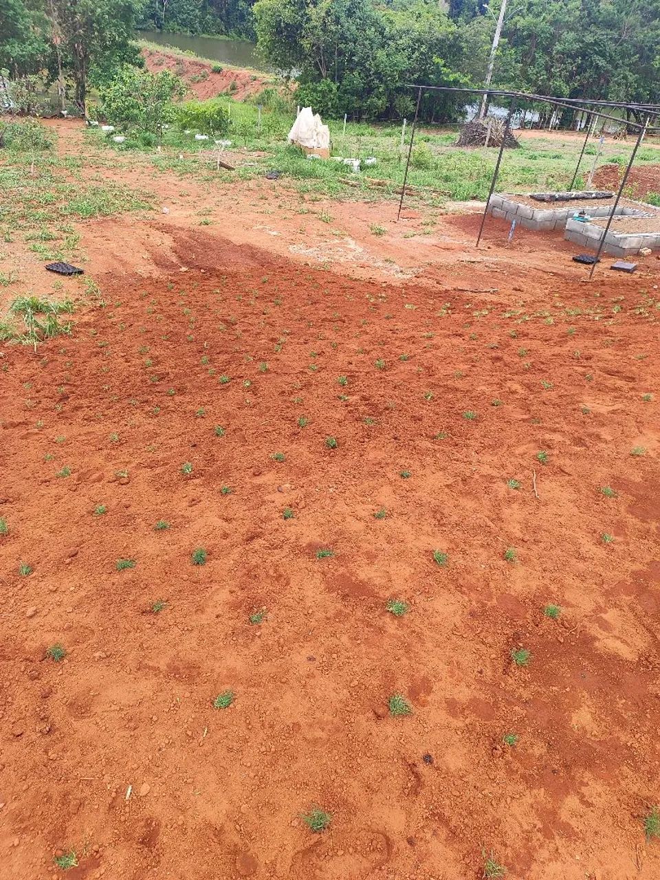 $7 .Plantamos Gramas batatas bermuda  - Foto 5