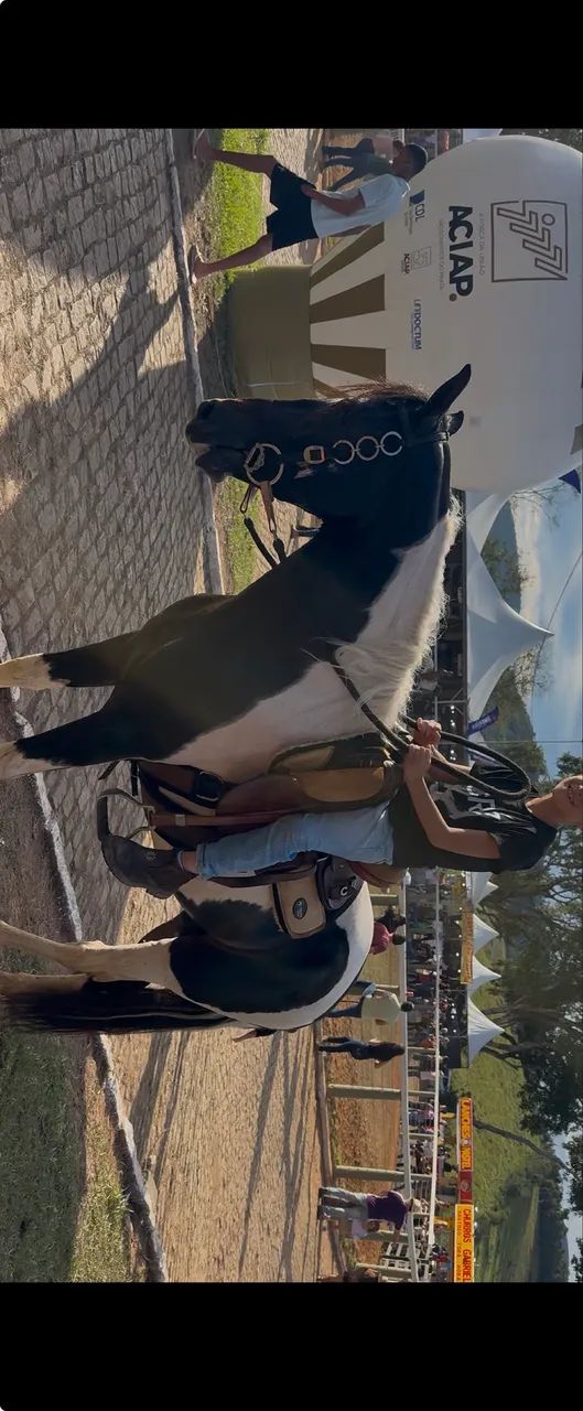 Cavalo Pampa Homozigoto  - Foto 2