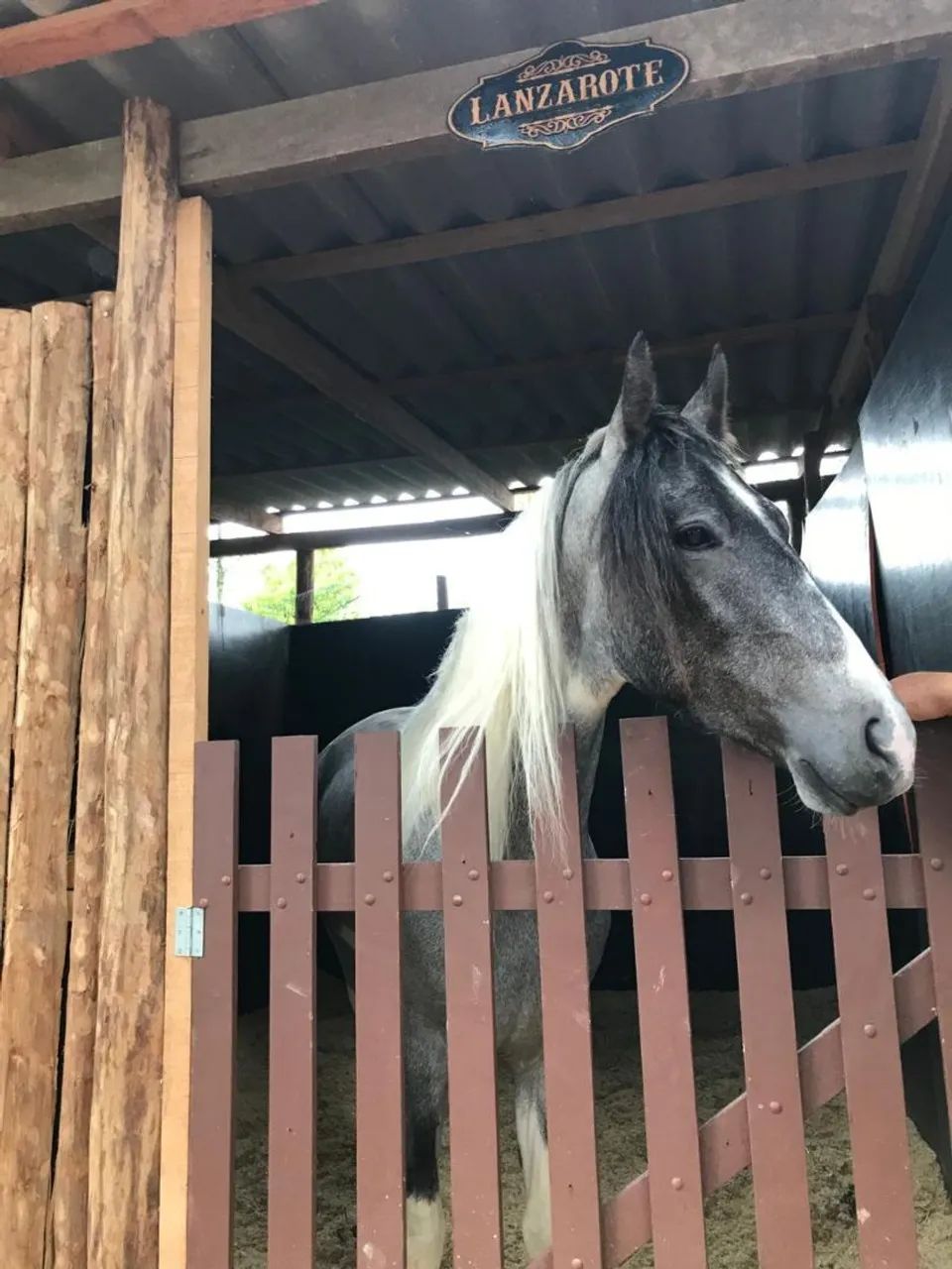 Vende-se Cavalo Manga Larga e um Pônei, castrados,12,000 os dois