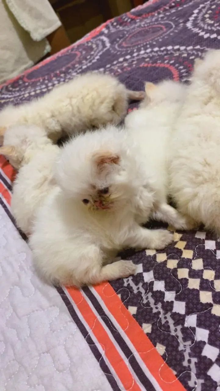 Gato  persa