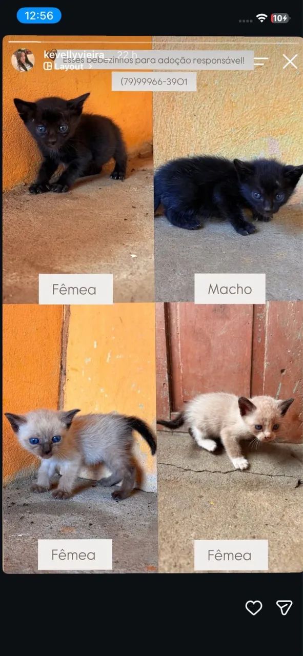 Gatinhos para adoção  - Foto 2