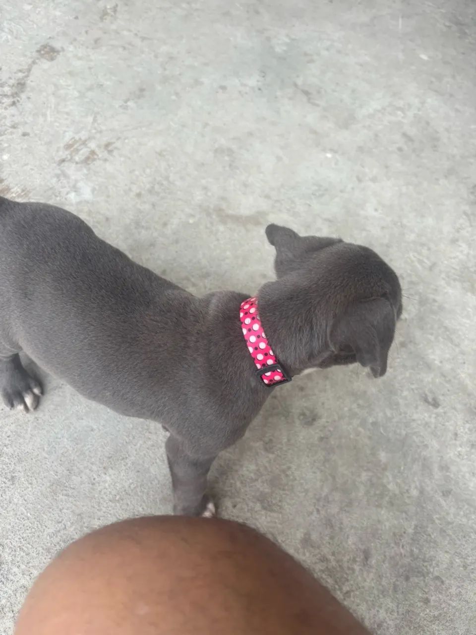 Filhotes de American Bully - Foto 4