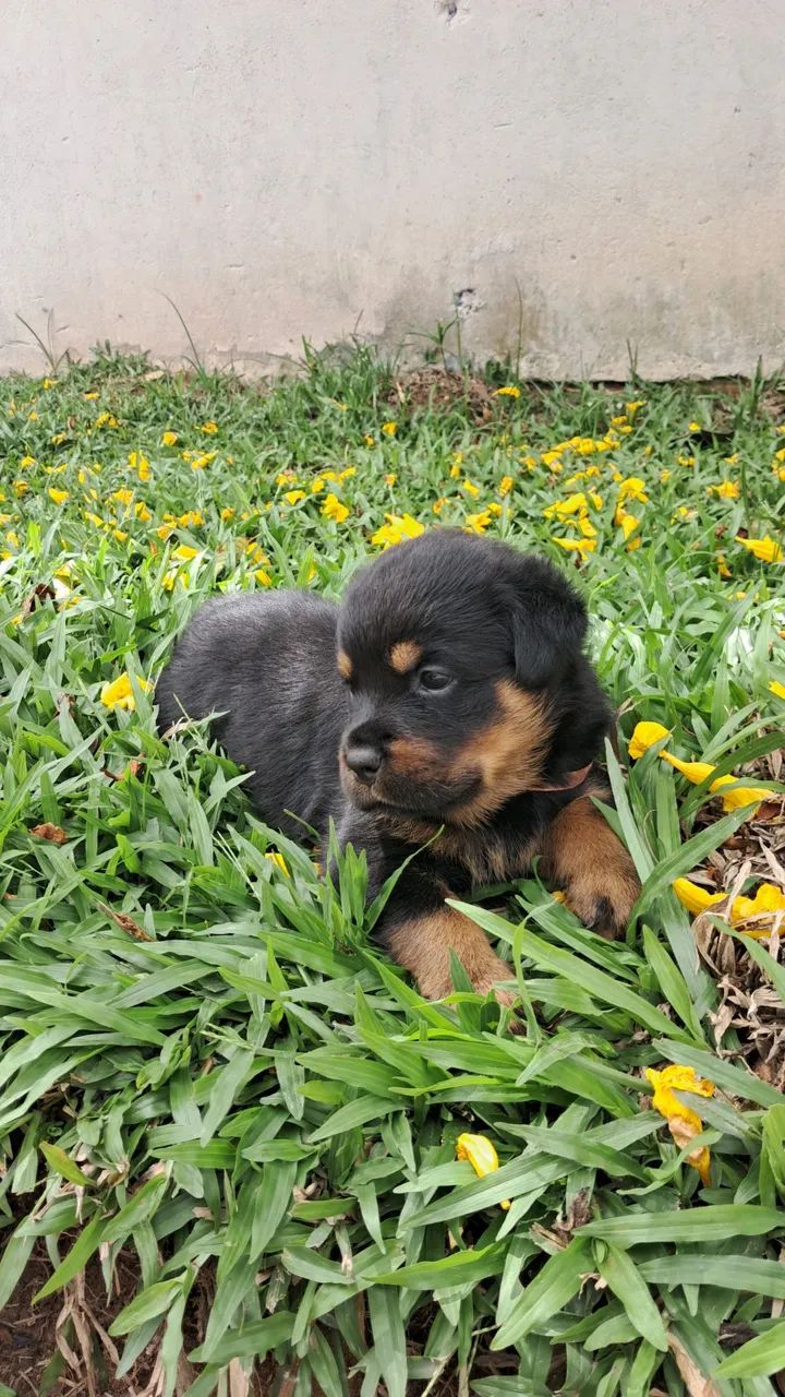 Rottweiler fêmea 