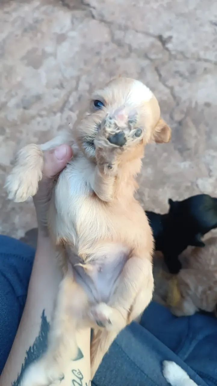 Shitzu com lhasa  - Foto 2