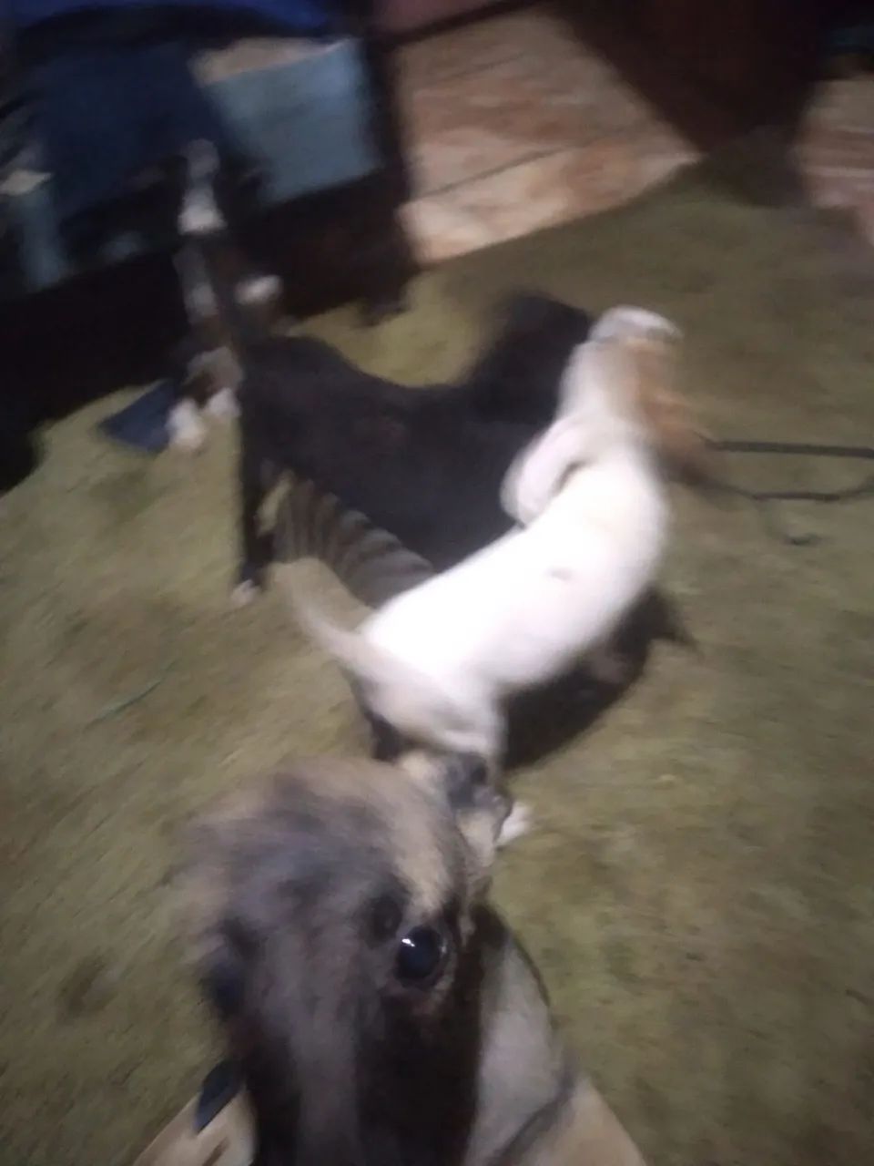 Cachorrinhos para doação - Foto 4