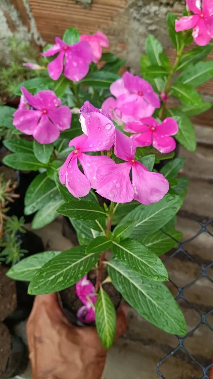 Vinca, boa noite  - Foto 2