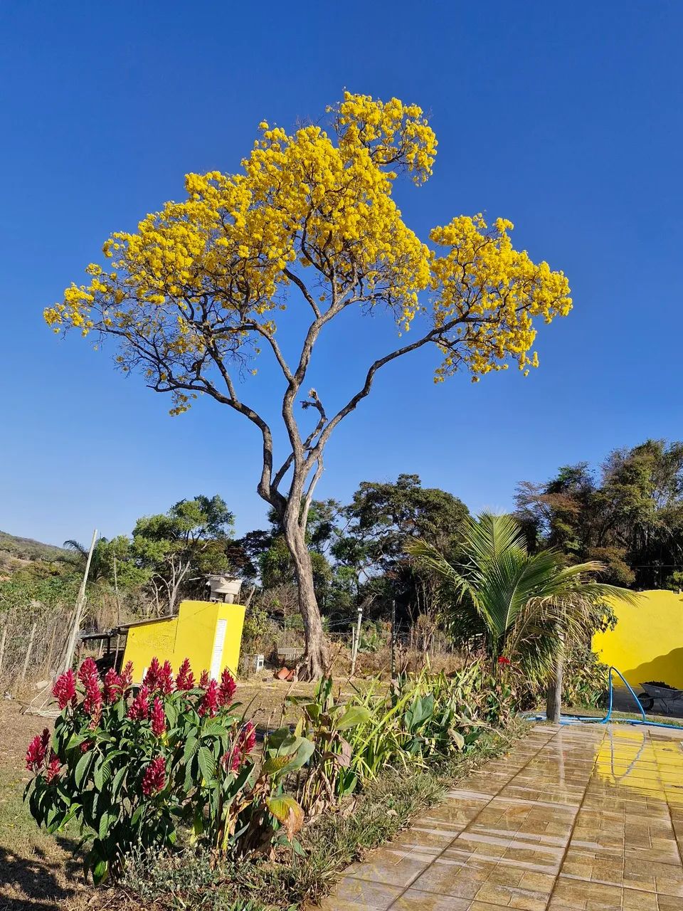 Alugo Sítio Sonho Meu  - Foto 4