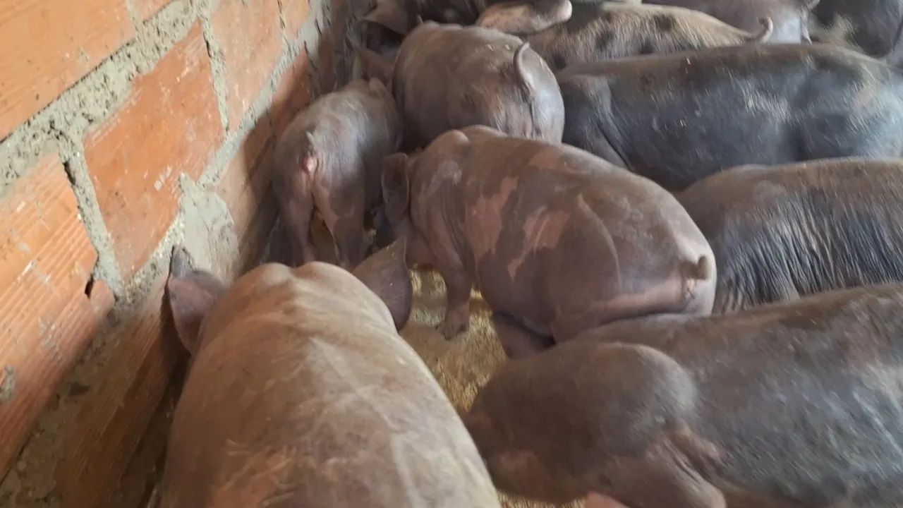 Leitoada pietrã  - Foto 3