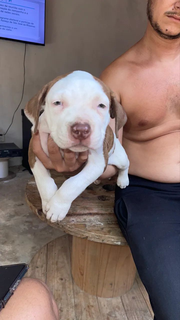 Pitbull puro monster 