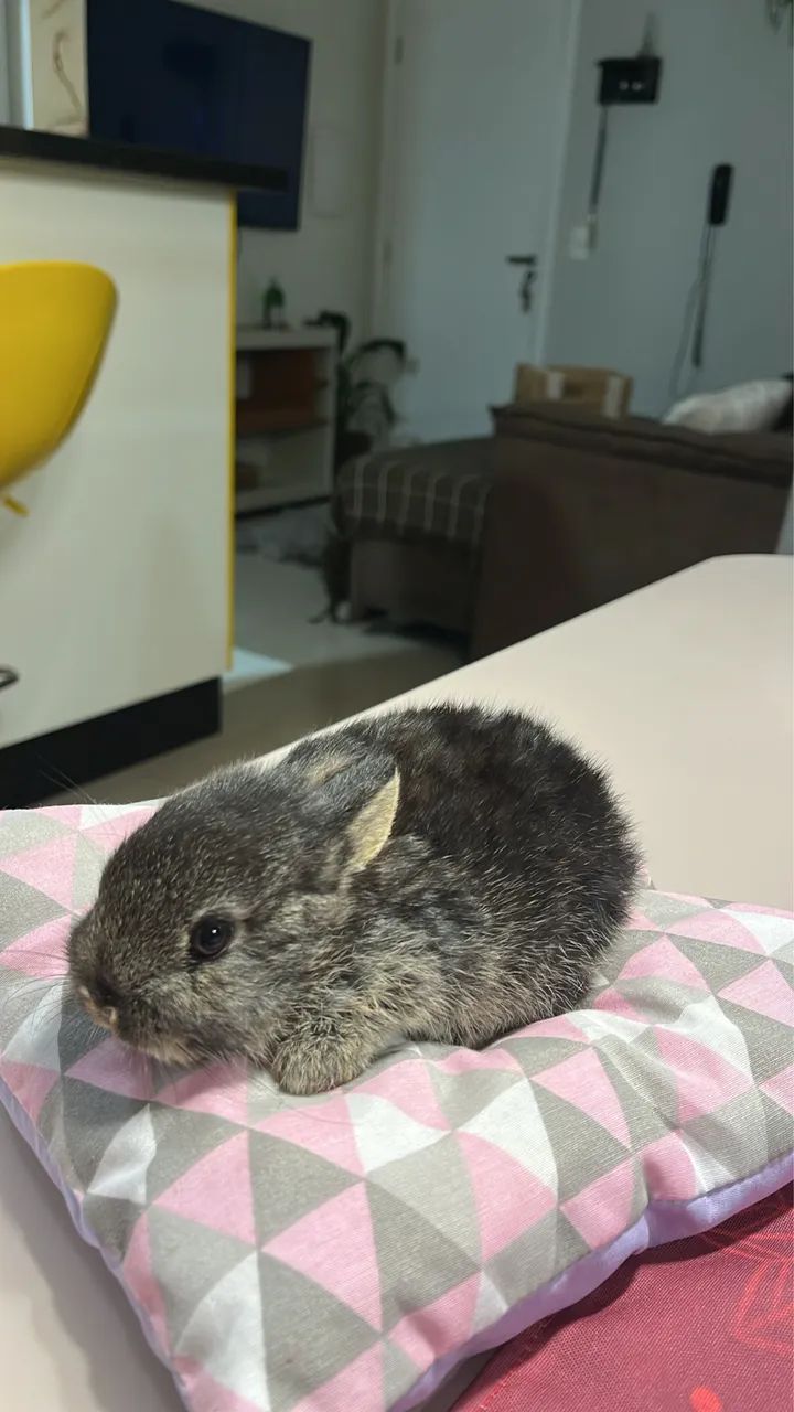 Coelhos  - Foto 2