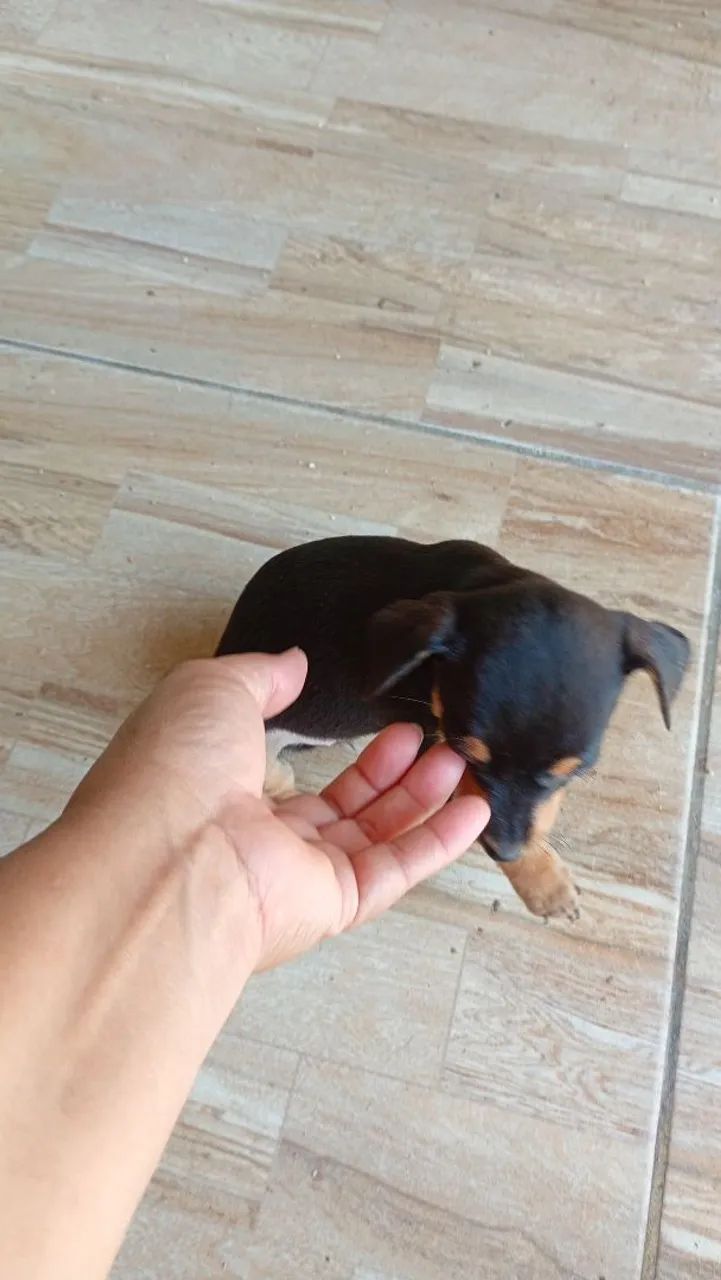 Pincher  - Foto 2