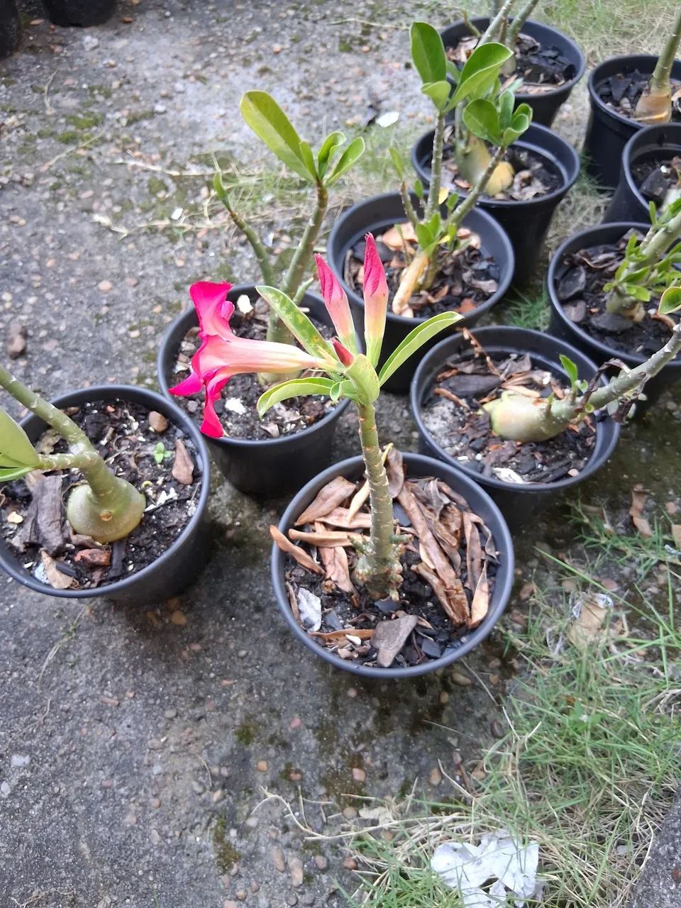 ROSAS